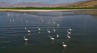 Van Gölü'nde Flamingo Şöleni