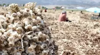 Gaziantep'te Sarımsak Hasadı Başladı: Rekolte Yüzde 30 Arttı