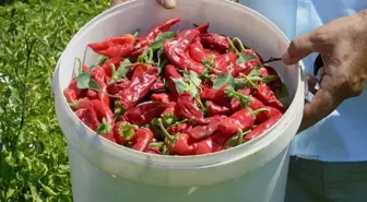 İslahiye'de Kırmızı Biber Hasadı Başladı