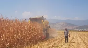 Gaziantep'te Yağlık Mısır Hasadı Başladı