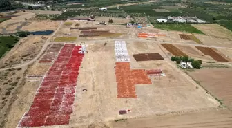Manisa'nın Gediz Ovası Kurutmalık Ürünlerle Şenlendi