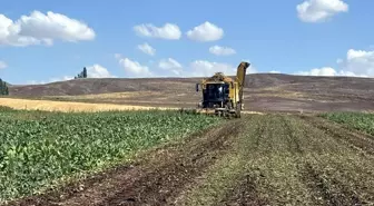 Sivas'ın Gemerek İlçesinde Sezonun İlk Pancar Hasadı Yapıldı