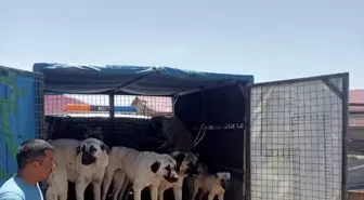 Sivas'ın Gemerek İlçesinde Sahipsiz Sokak Köpekleri Barınağa Götürülüyor