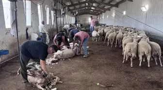 Trakya'da Kırkımcıların Yoğun Mesaisi Devam Ediyor