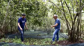 Giresun'da Fındık Hasadında File Örtü Yöntemi İle Maliyetler Düşüyor