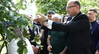 Giresun'da Kahverengi Kokarca ile Mücadele İçin Samuray Arıları Doğaya Salındı