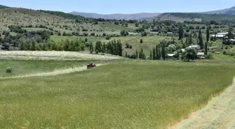 Giresun'da Tarımsal Üretimde İlk Hasat Gerçekleşti