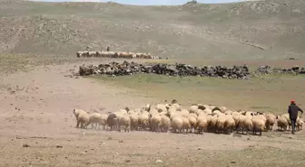 Diyadin'de Çoban Yaylası'nda Göçer Ailelerin Hayvancılık Mücadelesi