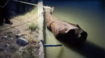 Gölbaşı'nda Sulama Havuzuna Düşen İneği İtfaiye Kurtardı
