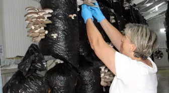 Sinop'taki Kadın Kooperatifi, Mantar Üretimiyle Ekonomiye Katkı Sağlıyor