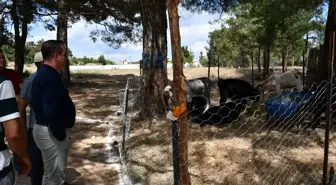 Gülnar Belediye Başkanı Önge, Kurban Satış Alanında İncelemelerde Bulundu