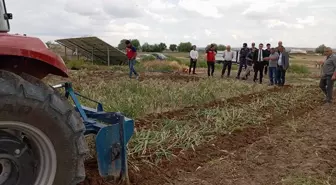 Gülşehir'de Sarımsak Hasadı Başladı