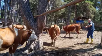 Şap Hastalığına Karşı Aşılama Çalışmaları Devam Ediyor