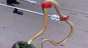 Gümüşhane'de Otomobilin Tekerleğinde Sıkışan Yılan Kurtarıldı