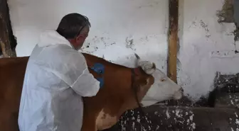 Gümüşhane'de Şap Hastalığına Karşı Aşılama Çalışmaları Devam Ediyor