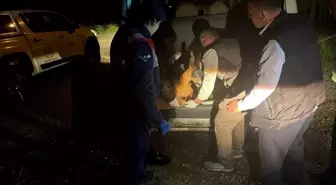 Kürtün'de Yaralı Karaca Tedavi Altına Alındı