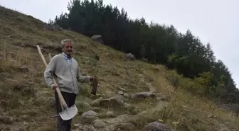 Ali Ural, 50 Bin Fidan Dikti