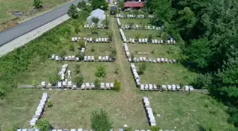 Sinop'un Coğrafi İşaretli Kestane Balı Hasadı Tamamlandı