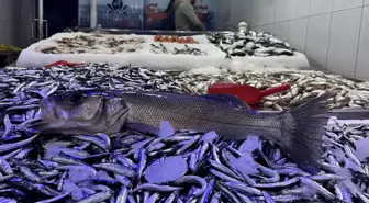Sinop'ta Hamsi Hasadı Bereketli Geçiyor