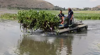 Gölbaşı Gölü'nde Su Sümbülü Temizliği Başlatıldı