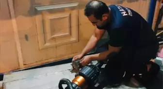 İskenderun'da İtfaiye, Kalbi Duran Kedi Yavrusunu Hayata Döndürdü