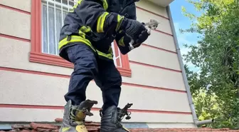 Hatay'da Mahsur Kalan Kediler ve Köpek İtfaiye Ekiplerince Kurtarıldı