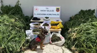 Samandağ'da Uyuşturucu Operasyonu: 7 Bin Köklü Kenevir Ele Geçirildi