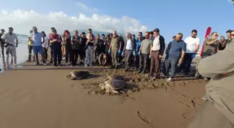 Tedavi Edilen 4 Caretta Caretta Denizle Buluştu
