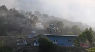 Hatay'da Zeytinlikte Yangın: 10 Bin Ağaç Zarar Gördü