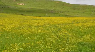 Muş Ovası Baharla Renkleniyor
