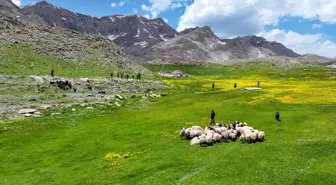 Van Yaylalarında Besicilik Faaliyetleri Canlandı