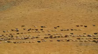 Muş'ta Besiciler Yayla Dönüşü Yapıyor