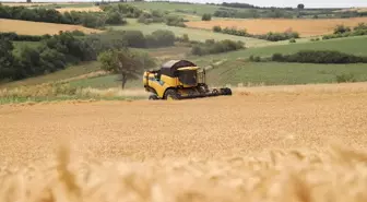 Tekirdağ'da Buğday Hasadı Başladı