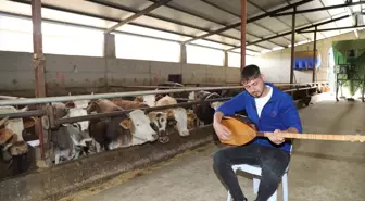 Çubuk'ta Besici, Hayvanları için Saz Çalıp Türkü Söylüyor
