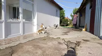 Nazmiye Altınpınar'ın Kedilere Duyduğu Sevgi 35 Yavruya Yuva Oldu