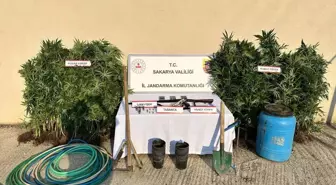 Hendek'te Kenevir Yetiştiren Şüpheli Tutuklandı