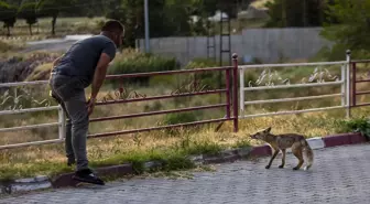 Polis Lokali Çalışanları Her Akşam Tilkiyi Besliyor