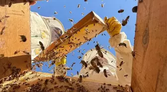 Hizan Yaylalarında Bal Hasadı Başladı