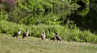 Hollanda'nın Arnhem Şehrindeki Tarihi Park Sonsbeek