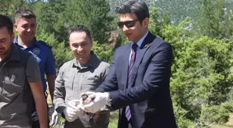 İbradı'da 800 Kınalı Keklik Doğaya Bırakıldı