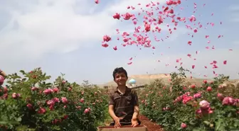 İdlib ve Şam Kırsalında Gül Bahçeleri çiftçilere Umut Oluyor