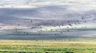 Aras Dağları'nda 35 Kuş Türü Tespit Edildi