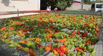 Iğdır'da Kadın Çiftçiler, Kurutma Makineleriyle Kazançlarını Artırıyor
