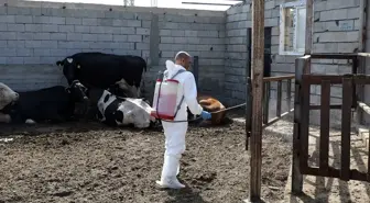 Iğdır'da Şap Hastalığına Karşı Aşılamada Yüzde 85 Başarı
