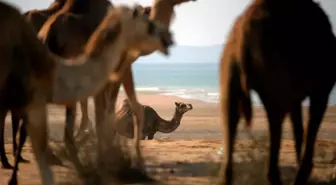 Keşm Adası'nda Develere Deniz Banyosu Geleneği
