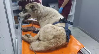 İslahiye'de Vurulmuş Sahipsiz Köpek Tedavi Altına Alındı