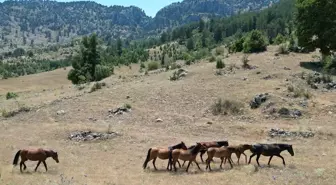Kuraklık Yılkı Atlarını Köylere İndiriyor