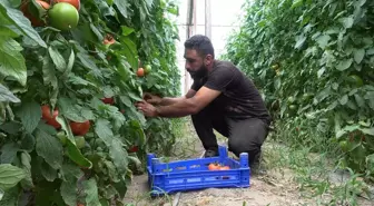 Isparta'da Domates Üretimi Artıyor, İhracat Hedefleniyor