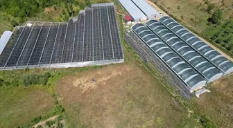 Isparta'da Ahududu Hasadı Artıyor