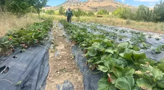 Isparta Aksu'da Çilek Hasadı Başladı
